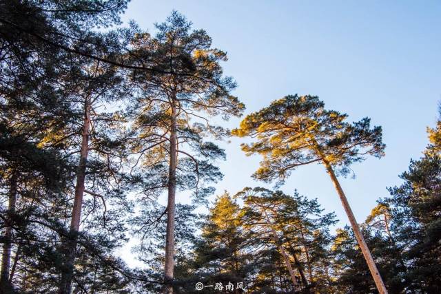 世上真有这样的松树吗?说到八至十层楼高的松树,很多人感到惊讶.对于