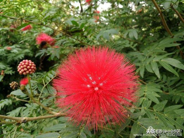 花花世界:百花祝福新年好,美好花语话你知