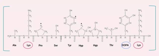 新型生物修复材料 | 科普贻贝粘蛋白(中篇)