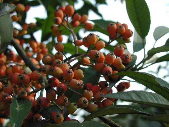 拉丁名:photinia prunifolia 别名:石斑木 科名:蔷薇科 属名:石楠属