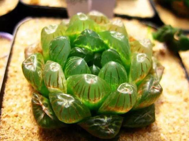 招财风水:十大旺财的多肉植物