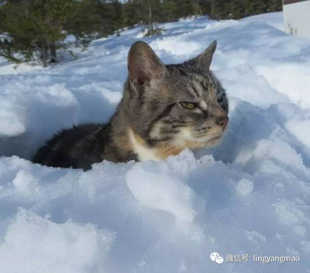 冷到怀疑猫生