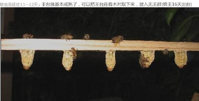 如图:移虫后经过11-12天,王台就基本成熟了,可以连木片取下王台,移入