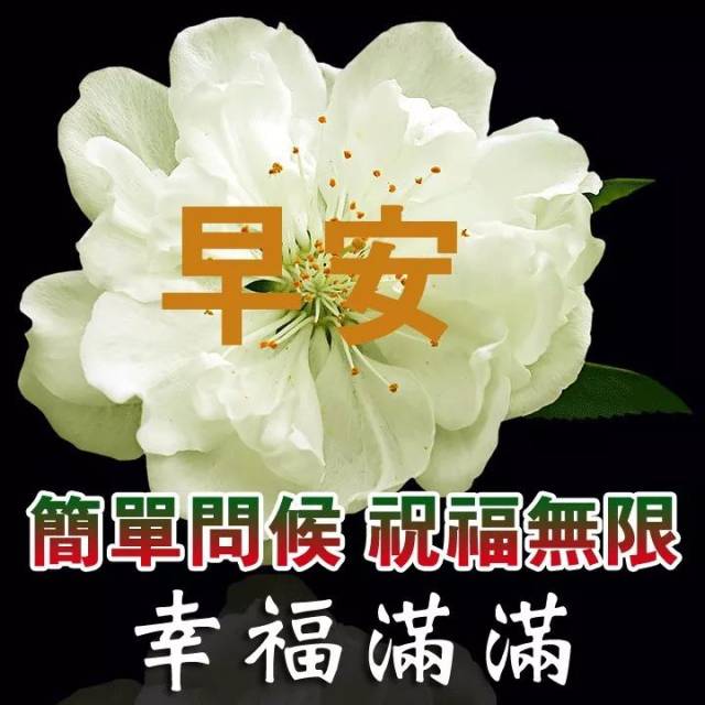 早上好图片大全温馨2019 早上好表情动态