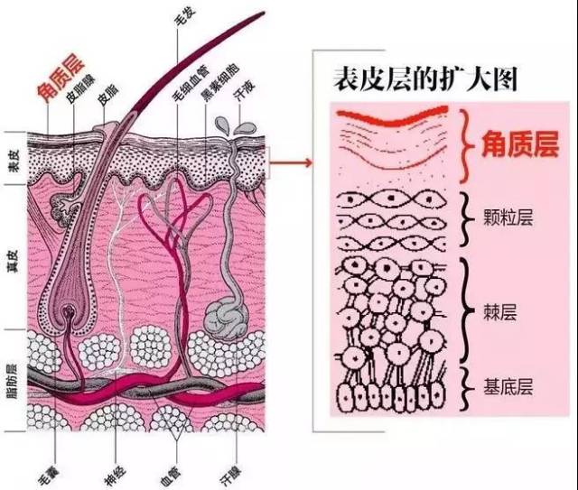 如下图所示皮肤层次.