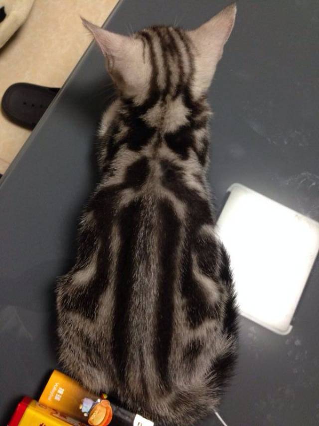 中国虎斑猫与美国虎斑猫4大区别:自然猫种与培育猫种