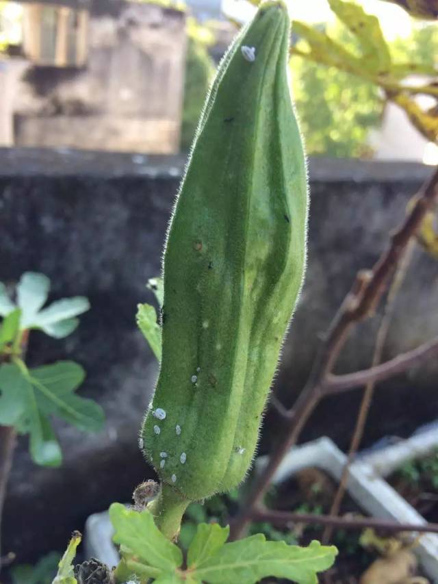 【一问一答】白菜菜心边缘干黄,秋葵上长小白点,香水柠檬树枝上长疙瘩