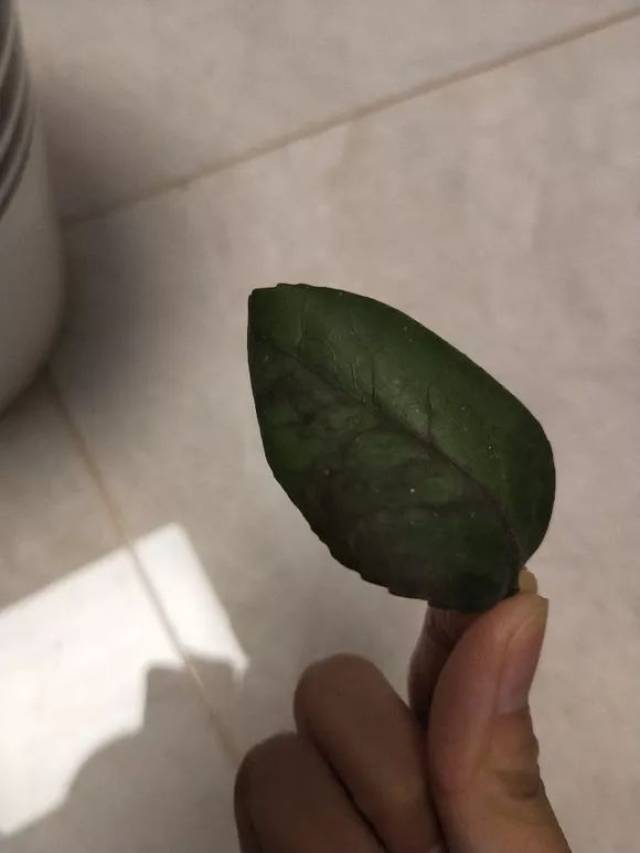 茶花到底应该怎么样?