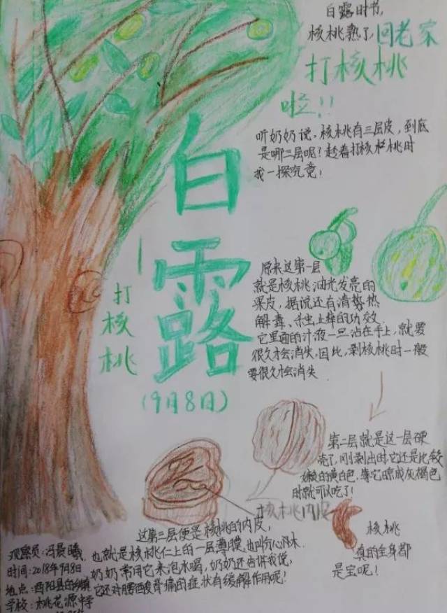 投票|自然笔记大赛-渝东南地区参赛作品【平台2】