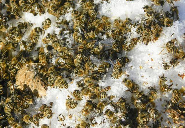冬季白色死亡究预防原因?或许有可是爬蜂病,竟是爬蜂蜜蜂蝙蝠衫演出服图片