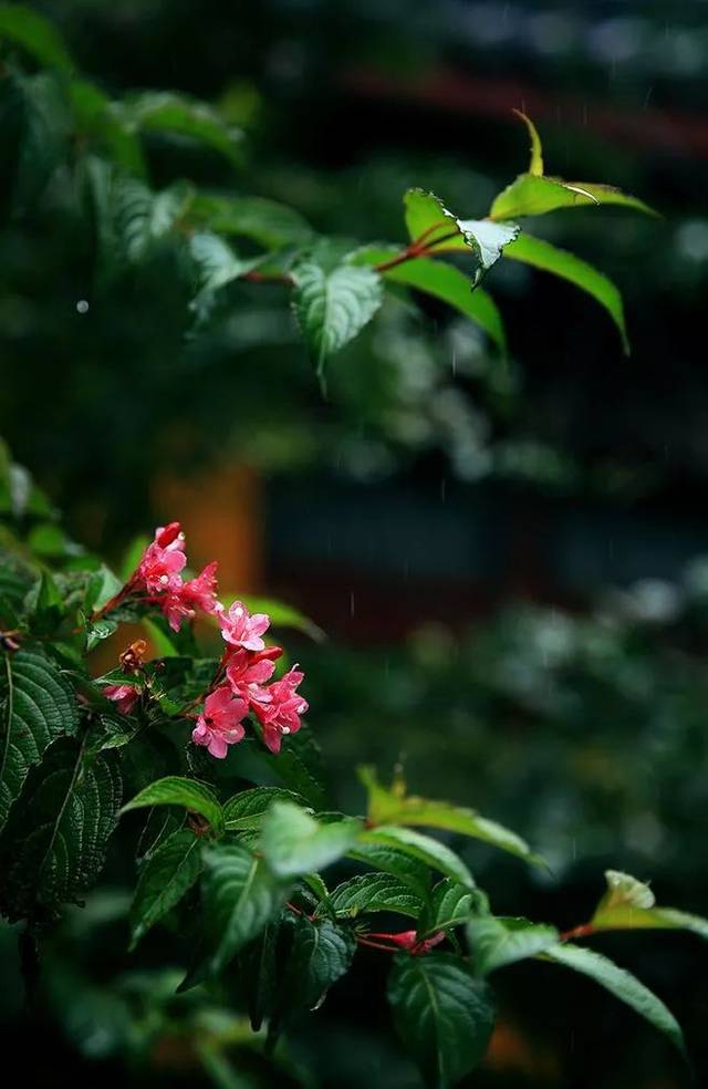 今晚,与您分享一首林键标的《暖雨,出自专辑《简念.