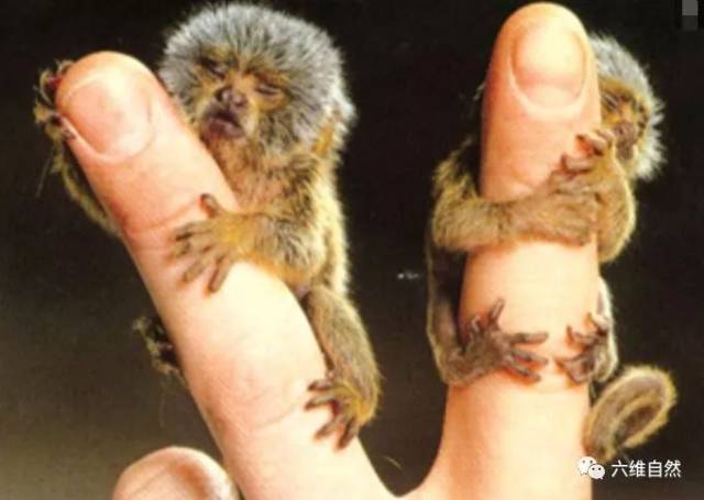 小侏儒狨猴刚出生仅3厘米高,重仅13克,体型太小.