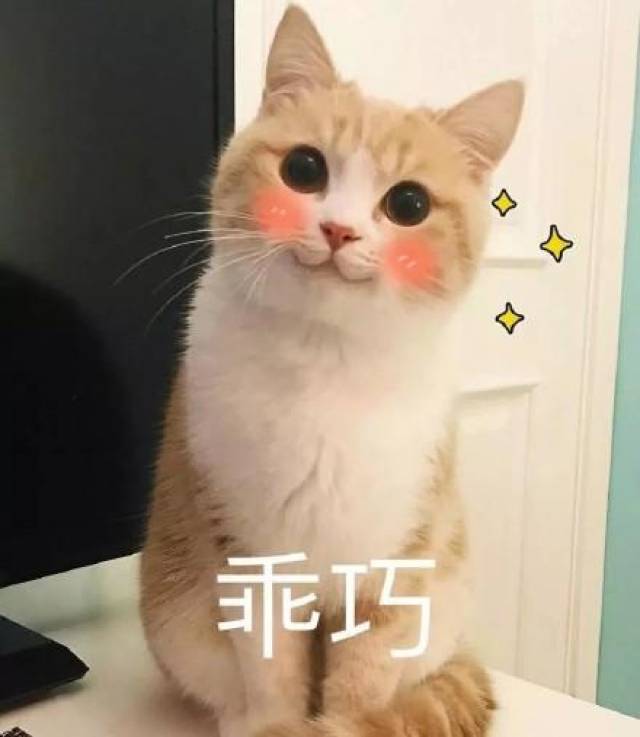 猫咪表情包:我投降我投降