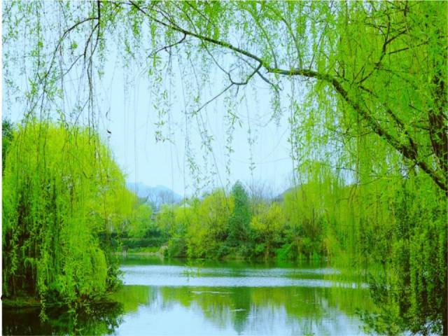 曾巩一首咏柳诗,写得很是生动,解把飞花蒙