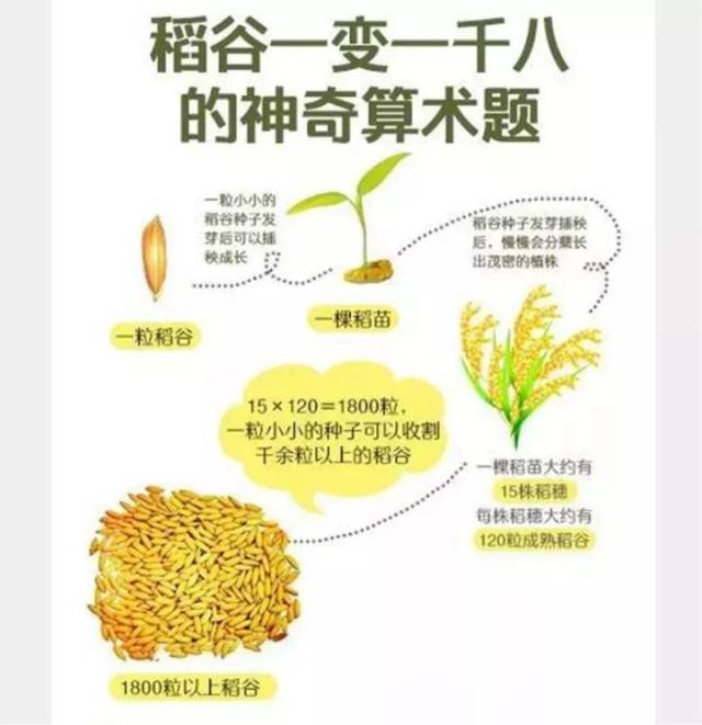 鲜米百科 每天都要吃的大米,你对它有多少了解?