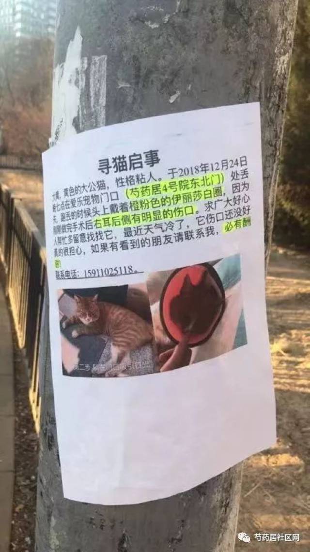 【寻找】 寻找失物,寻猫启事