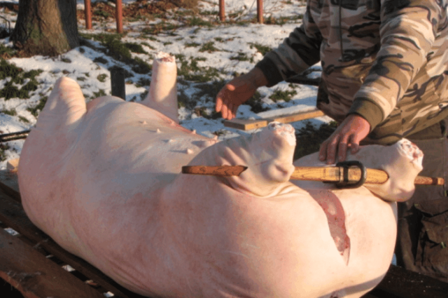实拍:欧洲农村农户杀猪现场,浪费之大让人怀疑人生!