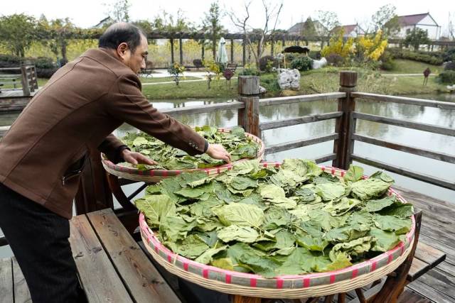 下面我们来看看,这手工桑叶茶的制作过程