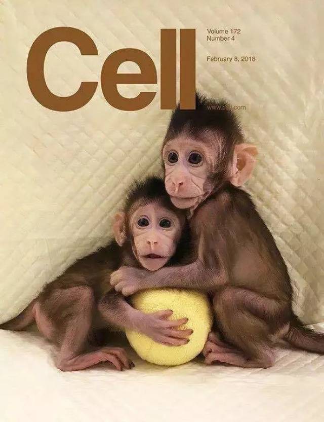 克隆猴"中中"和"华华",来自cell杂志封面