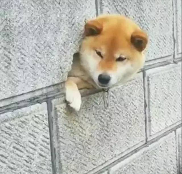 但主人视角是这样的 墙后面三个萌萌哒的屁股 别看柴犬呆呆傻傻的样子