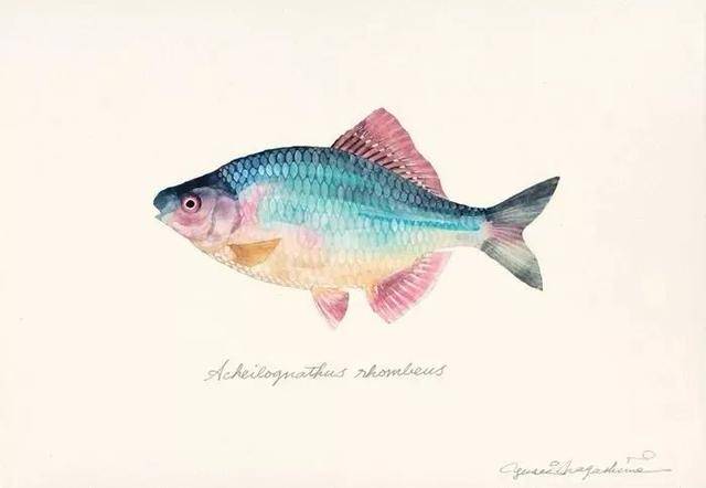 超写实的手绘水彩鱼
