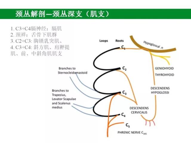 【神经阻滞第一弹】超声引导下颈丛阻滞在甲状旁腺手术中的应用