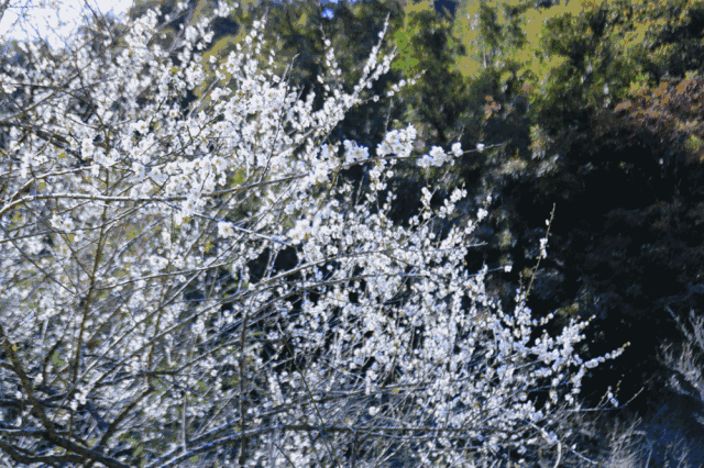除了白梅品种,还有较罕见的新品种洒金梅.