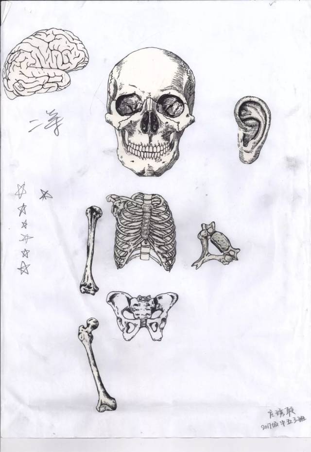 【天中·活动】当医学生拿起画笔—我校学生参加全国医学生解剖绘图