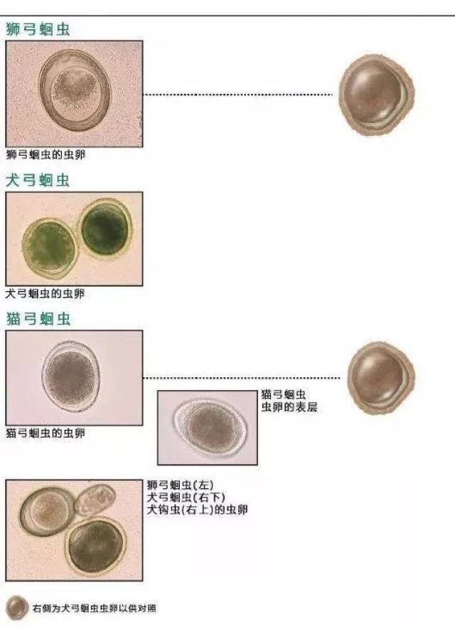 血液 尿液 粪便中常见寄生虫鉴别