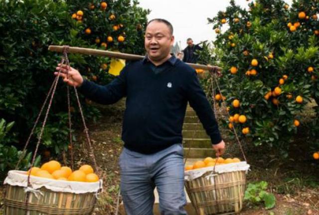 农村创业故事,他通过种植橙子实现致富