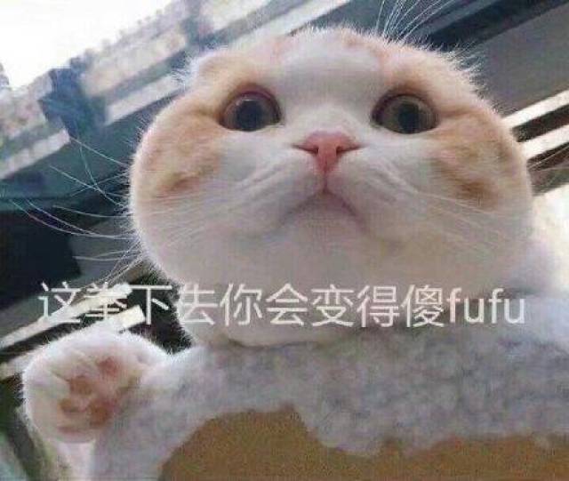 猫咪可爱表情包