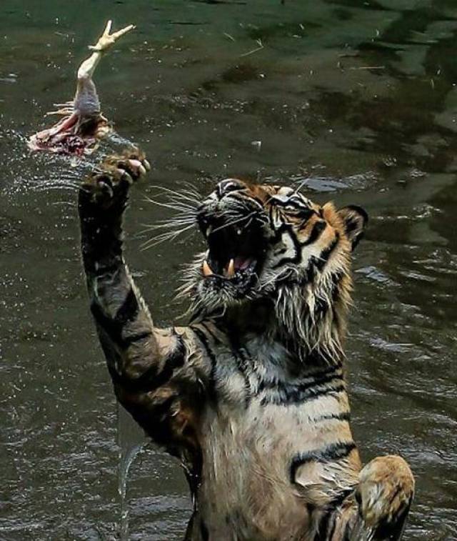 老虎为了吃到食物真是不顾形象,一身泥泞,最后一个表情真是亮了