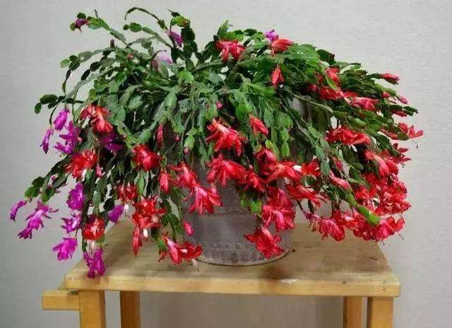 鲜艳的大红色花朵非常能够衬托节日的氛围,蟹爪兰的养护也需要保持高