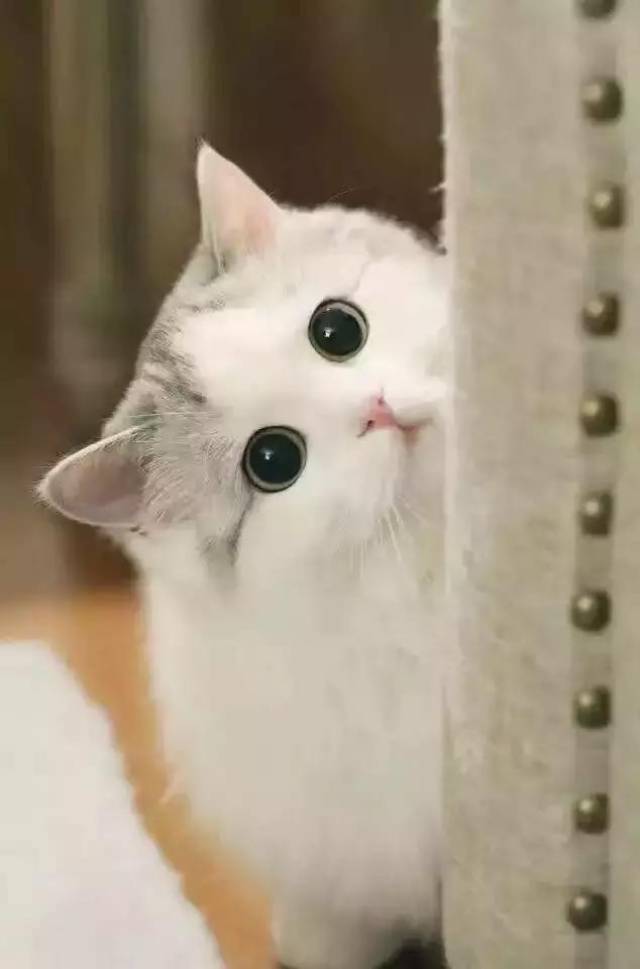 日语里猫猫叫的声音不是"喵喵喵" ——而是「 ニャンニャンニャン