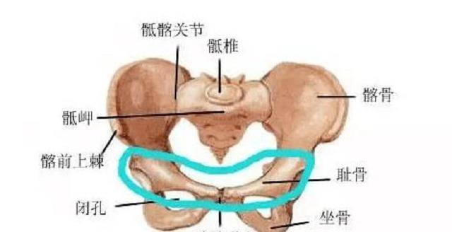 四,耻骨痛 一般发生在孕晚期,耻骨在人体大腿根部和小腹的交界处,占