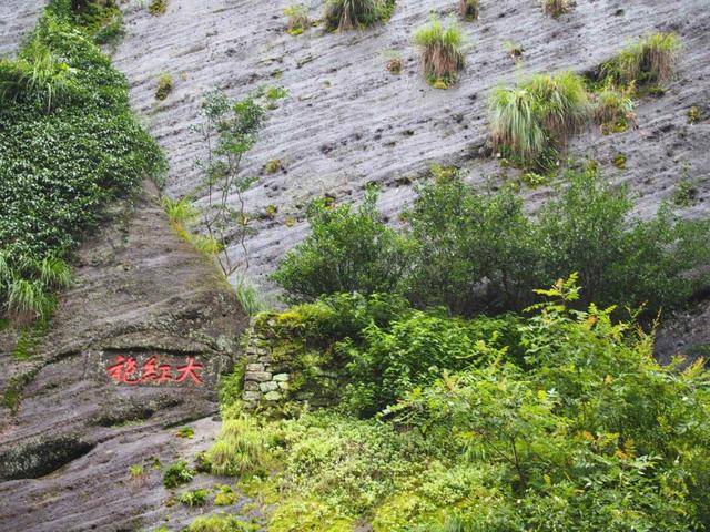 而大红袍的四株始祖茶树就生长于武夷山东北部,天心岩下永乐禅寺之西