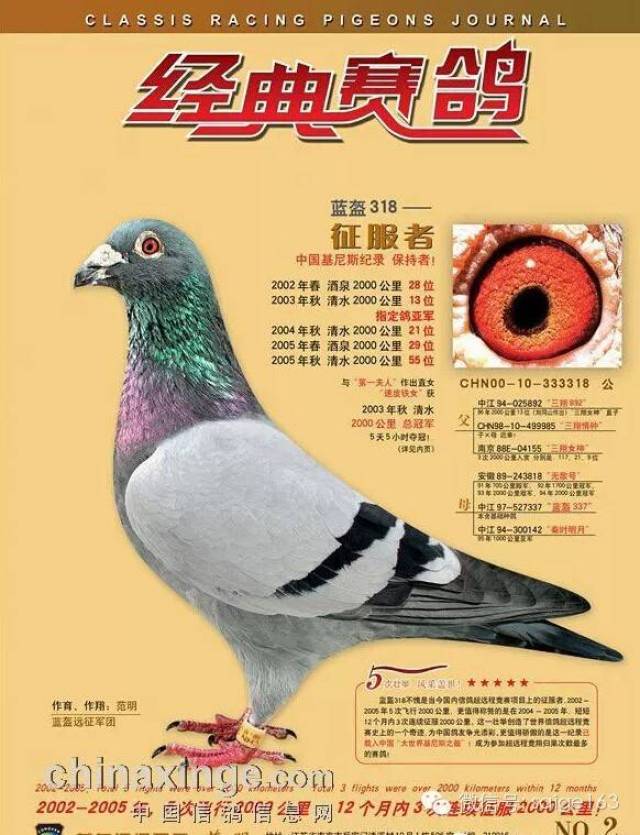 曾五跑超远程归巢(图)!