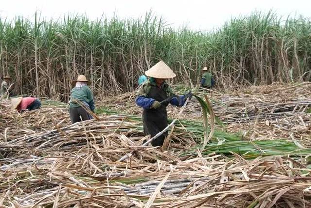 蔗农们将收割下来的甘蔗切碎碾压,压出来的汁液先去除泥土,细菌,纤维