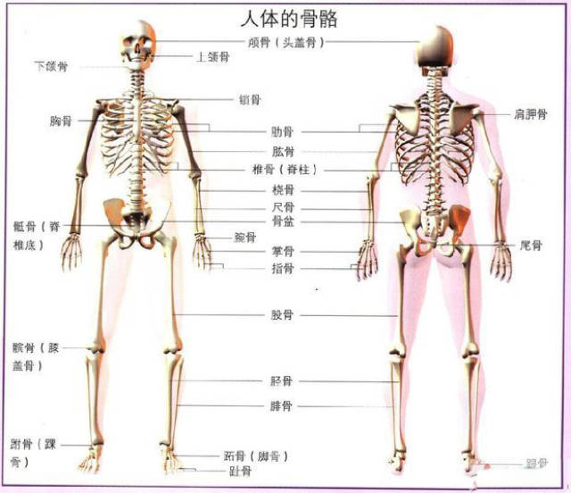 你对你的骨头了解吗?不了解赶紧看下面几点!