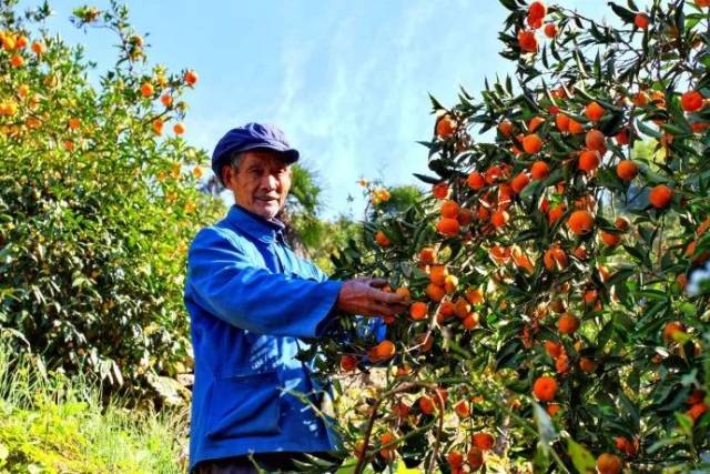 前山是"三口柑桔"核心产区之一,放眼望去,漫山遍野都是桔子树,树上挂