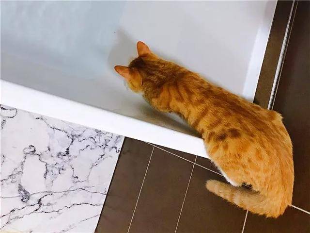 橘猫将尾巴泡在主人洗澡水中,原因颇为感人,给铲屎官加点猫味!