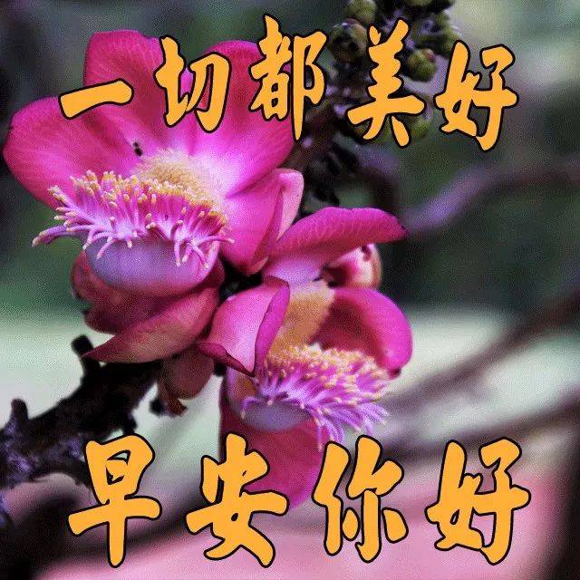 大家早上好.bestsboy这个中文是什么意思?谢谢大.