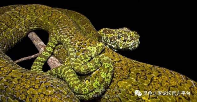 18,台湾烙铁头蛇(trimeresurus gracilis)