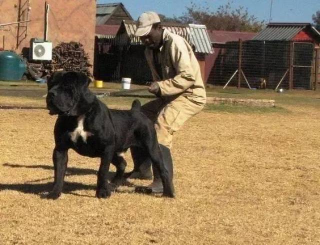 强壮又凶猛的南非敖犬