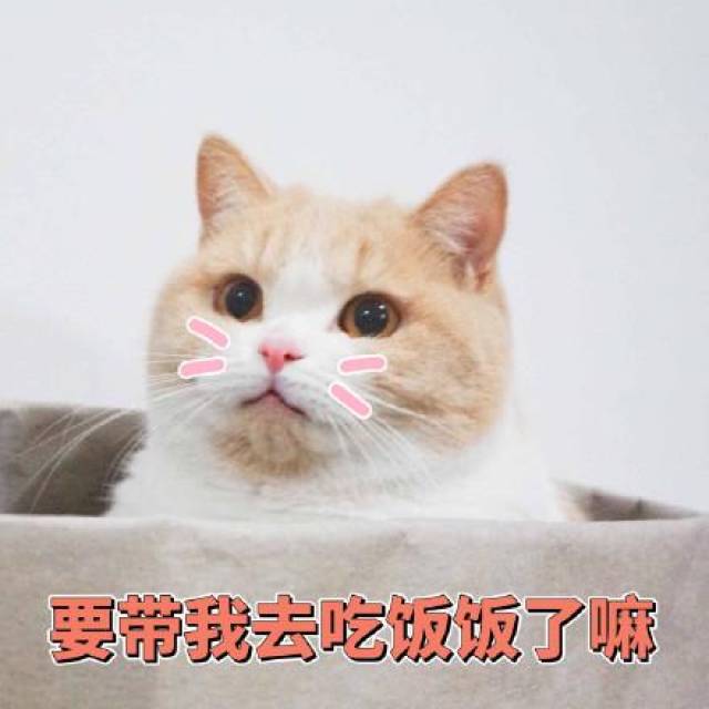 猫咪表情包:你不对劲,小老弟