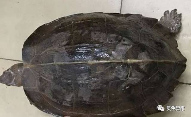 东方大龟—亚巨饲养的几大问答.