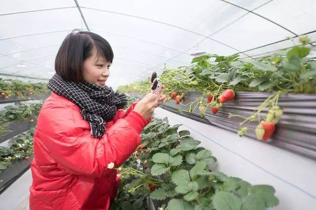 在参观时草莓君了解到,建德果蔬乐园是建德市政府主打的乡村旅游品牌