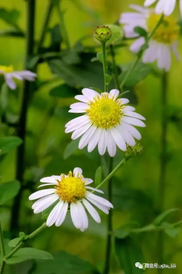 路边菊