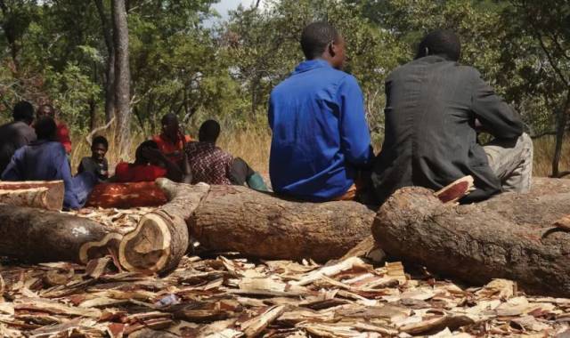 CITES第18次缔约方大会建议血檀进入附录II; 印度紫檀木拍卖期