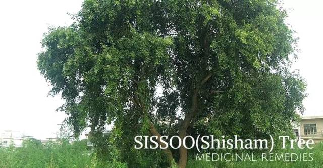 CITES第18次缔约方大会建议血檀进入附录II; 印度紫檀木拍卖期